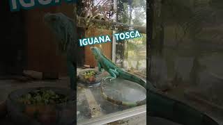 IGUANA TOSCA iguana zoo faunaland [upl. by Yreved]