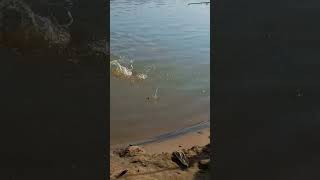 fishing pesca rio fish nature Dorado family [upl. by Erbua]