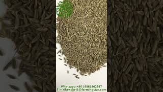 Export top grade spices cumin seeds for seasoning and cooking spices cuminseeds [upl. by Meuser]