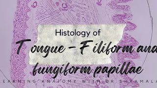 Histology of Tongue  Filiform and fungiform papillae Step by step drawing with description [upl. by Neile]