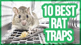 Top 10 Best Mouse Trap  Rat Trap [upl. by Anagrom]