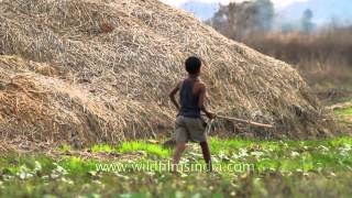 Glimpse of Gondi tribal people in Madhya Pradesh [upl. by Lenna30]