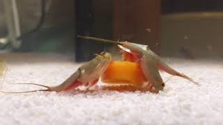 Tadpole Shrimp Triops eating carrot pieces [upl. by Alael]