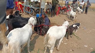 Dewas bakra mandi 15February 2024 [upl. by Hertzfeld]