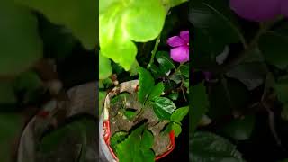 Hibiscus cutting se kaise lagaye  organic gardening  short video [upl. by Ademordna]