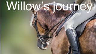 Willows riding journey from unbroken horse to HOYS qualifier shows  Karen badrick  horse vlog [upl. by Notsahc512]