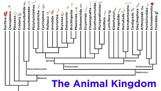 Major Divisions of Kingdom Animalia and the Problem With Animal Phyla [upl. by Immaj]