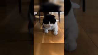 yelling cat 😂🤣😂 cat funnycats pets funnypets shorts [upl. by Herrick]