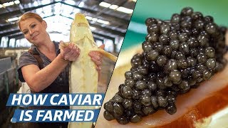 How Russian Sturgeon Caviar Is Farmed and Processed — How To Make It [upl. by Dazhehs]