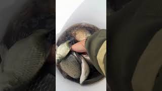 ЛОВЛЯ КАРАСЯ НА УДОЧКУ рыбалка ловлякарася carpfishing рыбалканакарася fishing [upl. by Monteria221]