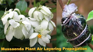 Mussaenda plant air layering propagation  How to propagate mussaenda plant using air layering [upl. by Behre]