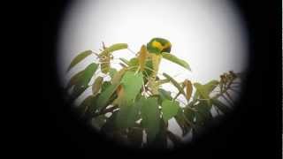 Endemic Yelloweared Parrot  Ognorhynchus icterotis  Jardin Outskirts W Andes [upl. by Selie]