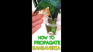 HOW TO 🌿PROPAGATE 🌿SNAKE PLANT [upl. by Ahseniuq]