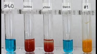 Milk Product Analysis  Benedicts Test for Carbohydrates [upl. by Idnis]