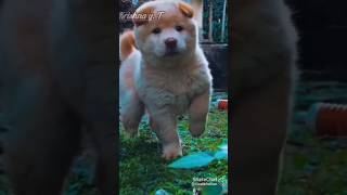 Koi bole daryia ☺🥺shortvideos cutepuppy [upl. by Anne-Marie571]