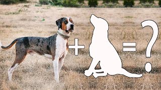 Which of these Catahoula mixes should you get as your new dog [upl. by Aimas211]