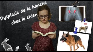 La dysplasie de la hanche chez le chien [upl. by Sauer993]