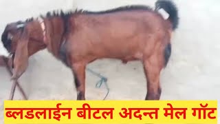 अच्छी ब्लडलाईन का अदन्त बीटल मेल गॉट Rare Quality Adant Beetal Male Goat rarequality [upl. by Reaht117]