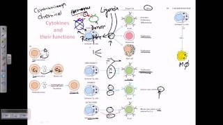 Cytokines and cytokine receptors [upl. by Corty]