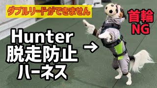 【Part2脱走防止ハーネスの検証】愛犬うにと困り果てた我が家を救ってくれたハーネス3歳5ヶ月 [upl. by Randy]