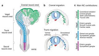 Derivatives of the Ectodermal Germ LayerNeurulationcontinued [upl. by Cohlier]