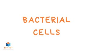 Bacterial Cells KS3 structure of bacteria cell [upl. by Drewett854]