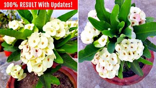 Watch How To Get TONS of FLOWERS On Euphorbia Milii [upl. by Yxel]