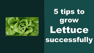 5 Tips to Ggrow Lettuce Successfully in Aerogarden [upl. by Ailic]