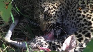 Leopard And Cub  Life Outside The Bushcamp  24 Feeding On A Duiker [upl. by Irina68]