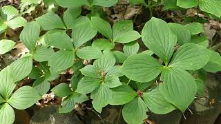 Cornus canadensis L [upl. by Eliak]