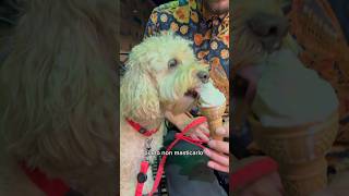 Il Predatore di Gelati 🍦 cane divertente canedivertente funnydog funny [upl. by Ayala590]