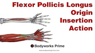 Flexor Pollicis Longus Anatomy Origin Insertion amp Action [upl. by Leroy543]