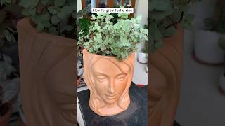 From grass to beautiful decor piece  how to grow turtle vine from cutting  how to grow inch plant [upl. by Adnylg851]