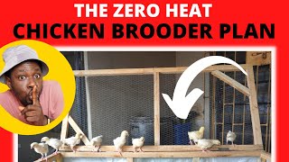 Brooding 800 Baby Chicks with ZERO HEAT  Chicken Brooder Plan is Here [upl. by Kendra260]