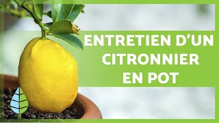 ENTRETIEN dun CITRONNIER en POT 🍋 🌳 Arrosage substrat taille et plus encore [upl. by Ulu340]