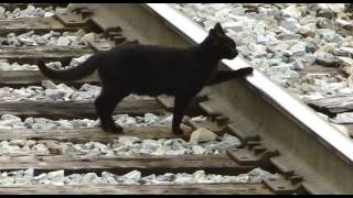 Black Cat Crossing CSX Train Tracks with EMDs [upl. by Ecreip240]