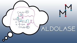 Aldolase Mechanism [upl. by Assetniuq365]