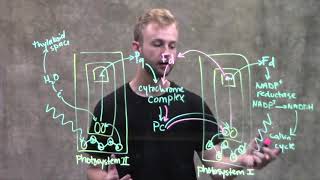 Cyclic Electron Flow [upl. by Aihsa]