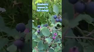 Juneberries Delicious Productive Native [upl. by Ayardna574]