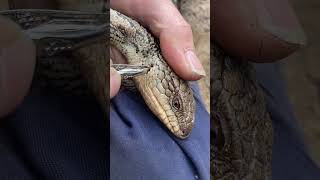 Removing paralysis ticks from a feisty Blue Tongue Lizard [upl. by Nrojb]