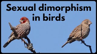 What is SEXUAL DIMORPHISM in birds [upl. by Adnarrim]