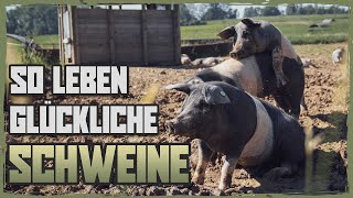 Schweinehaltung ohne Stress und Tiertransport  Dokumentation SizzleBrothers [upl. by Enileoj]