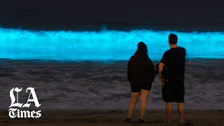 Why Californias beaches are glowing with bioluminescence [upl. by Porcia]