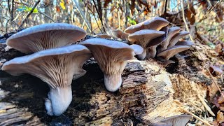 Pleurotus ostreatus bukovača  Beograd 11122023 [upl. by Nna]