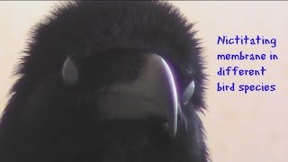 Nictitating membrane in different bird species [upl. by Maggi]