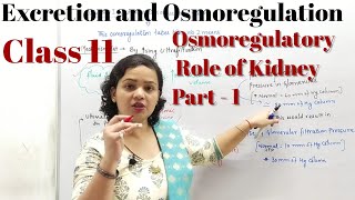 Osmoregulation by Kidney Part  1  Excretion and Osmoregulation Class 11  BioPoint Fatehabad [upl. by Darn]