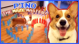 Pino the Pup Is A Maze Master  Animal Videos For Kids  Dodo Kids [upl. by Aicina311]