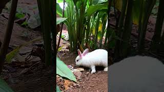 RABBITS IN THE GARDEN rabbitry animals pets viralvideo viralshorts viralsong viralshort pet [upl. by Nodnarb]