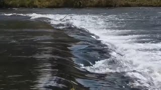 Workers breach key Klamath dams allowing salmon to swim freely for the first time in a century [upl. by Ives]