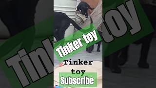 Tinker toy cat amazingfacts gk factsinhindi catlover youtubeshorts viralshort catvideos [upl. by Airec]